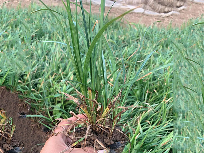 崂屿苔草