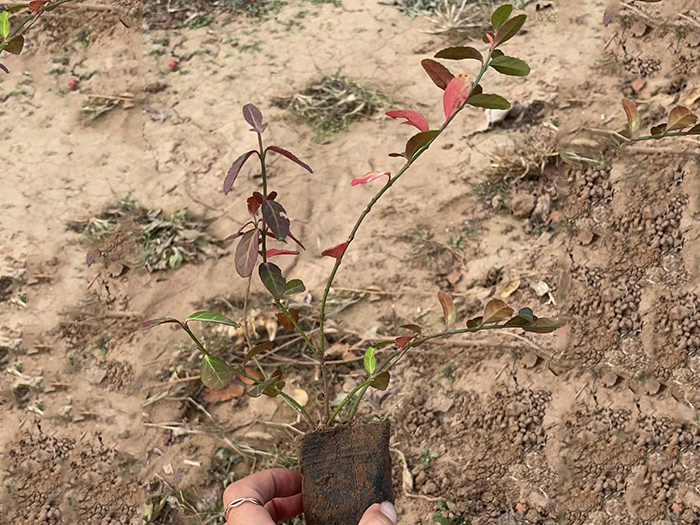 小叶扶芳藤
