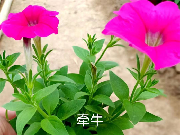 牵牛