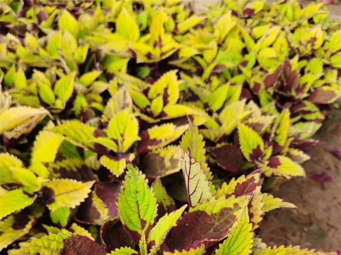 彩叶草