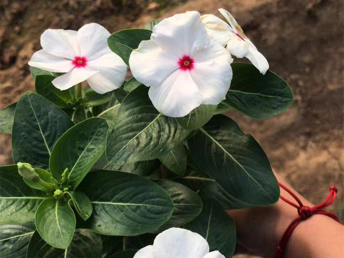 长春花