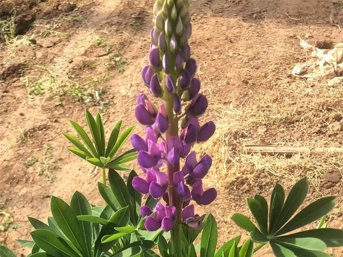 鲁冰花