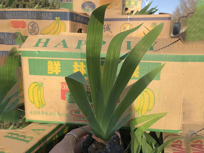 鸢尾